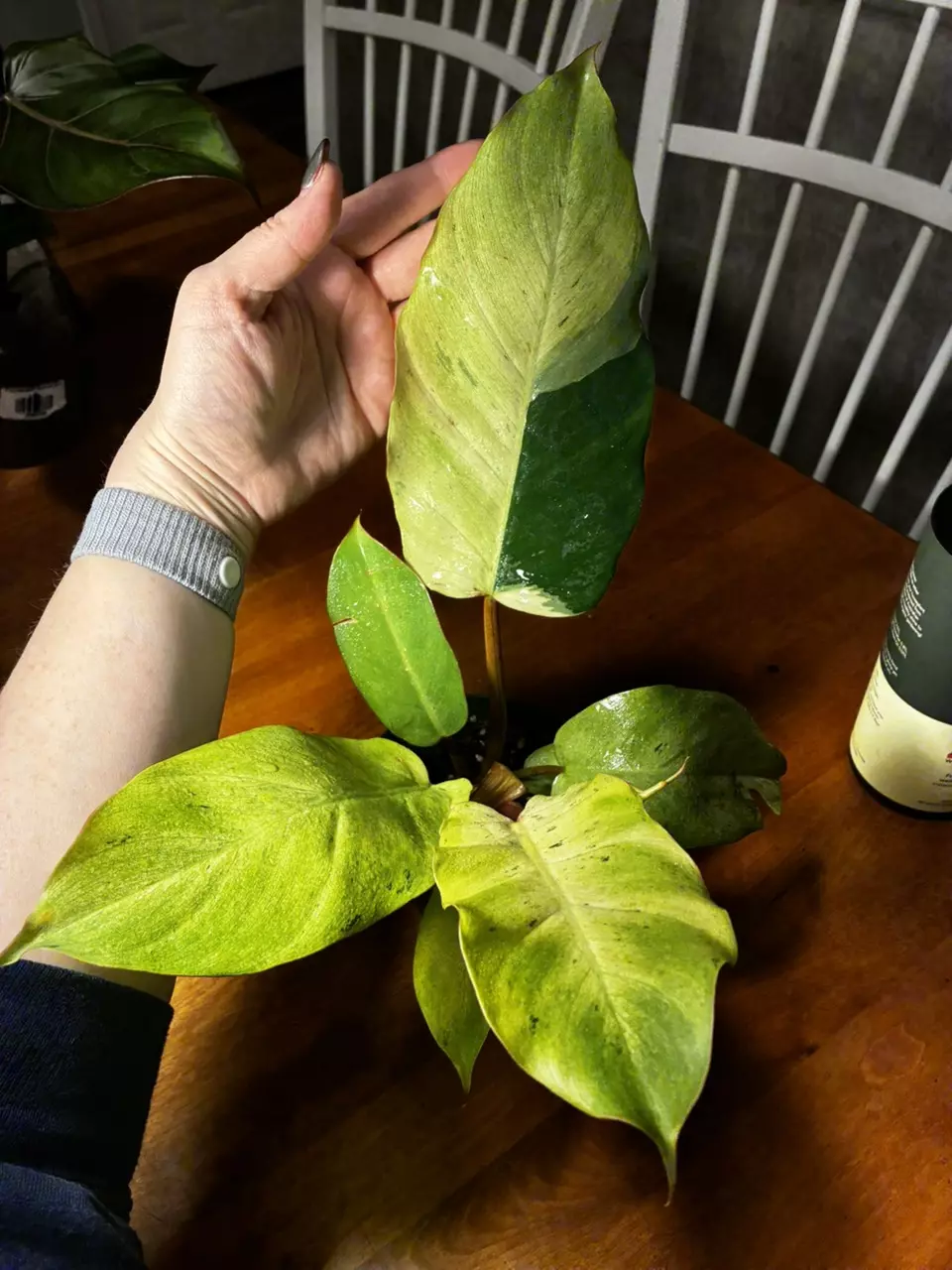 plant/Snowdrift with Sport-3