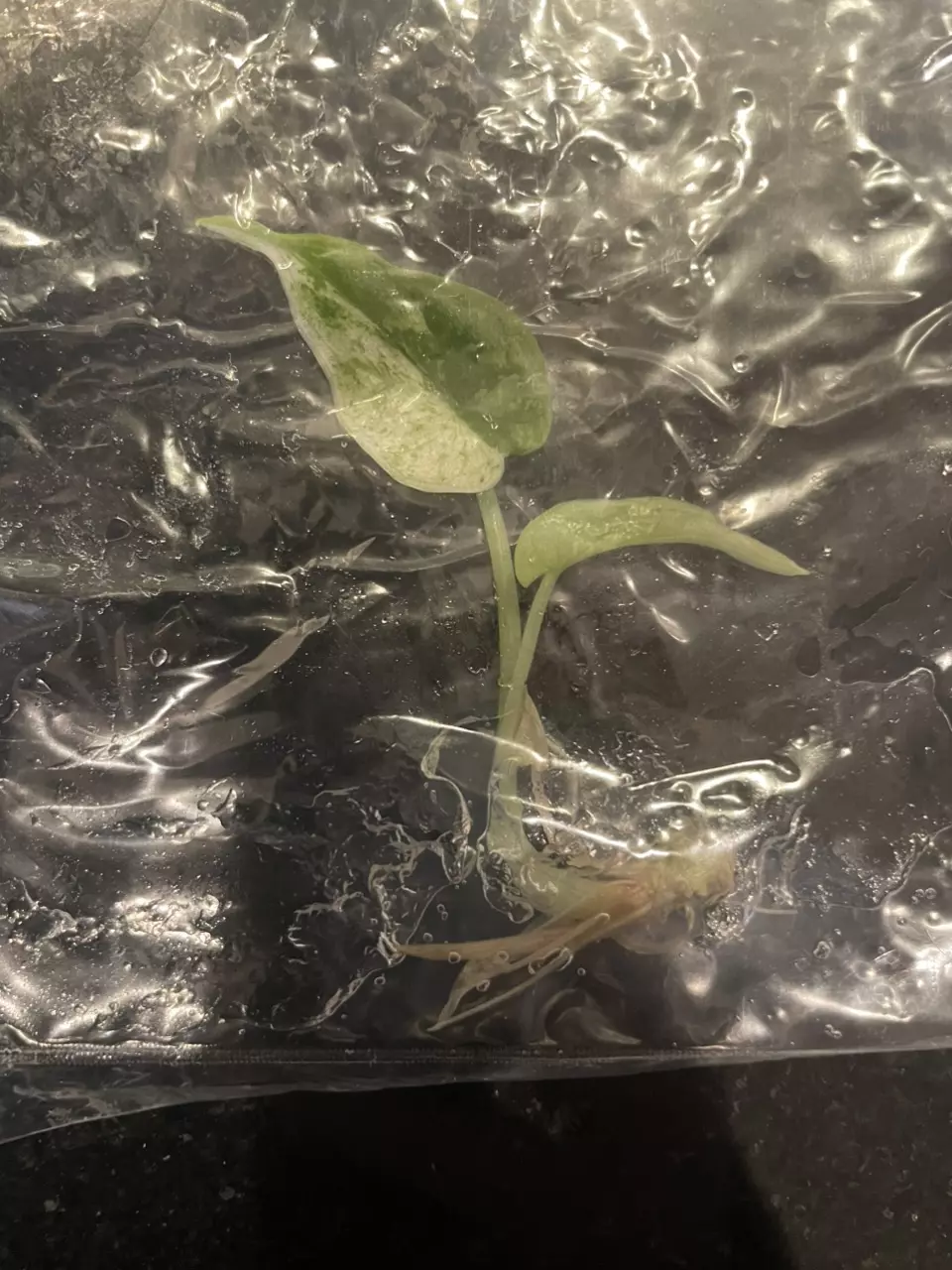 plant/Alocasia Dragon Scale Mint tissue culture-1