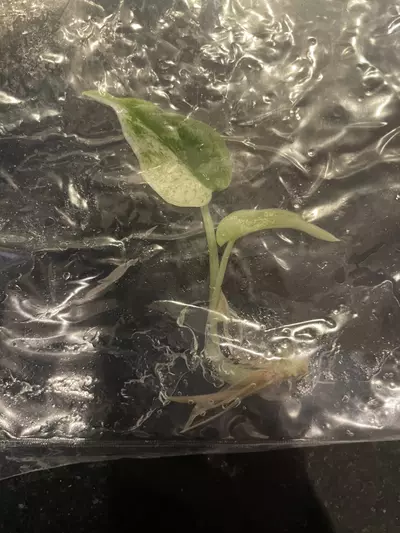 plant/Alocasia Dragon Scale Mint tissue culture-1-thumbnail