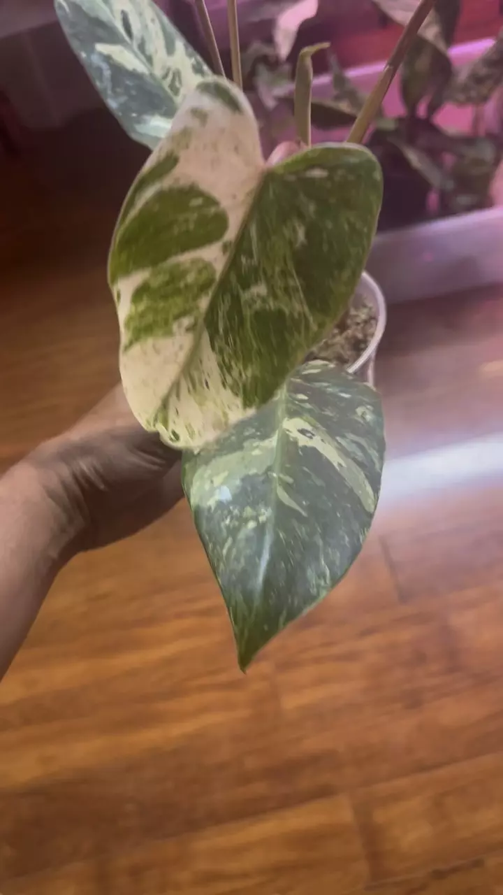 plant/Phil Emerald King top cut & Hoya Chicken Farm-0