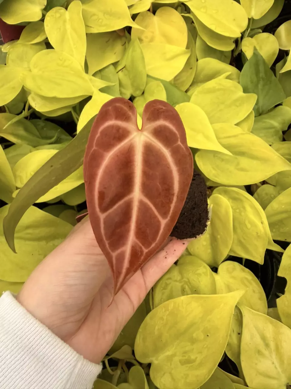 plant/Seed grown Anthurium Crystallinum Dark Form x Michelle Starter Growers Choice-4