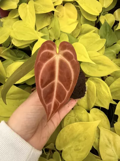 plant/Seed grown Anthurium Crystallinum Dark Form x Michelle Starter Growers Choice-4-thumbnail