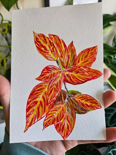 plant/Hoya sunrise watercolor 5x7 original-0-thumbnail