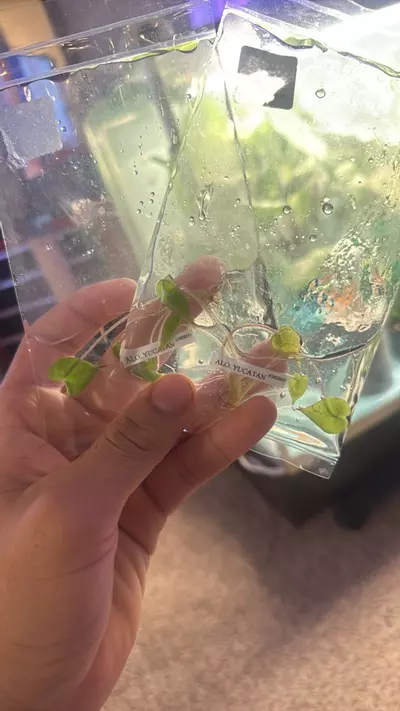 plant/TC Alocasia Yucatan Green Gamble (Sellers Choice)-0-thumbnail