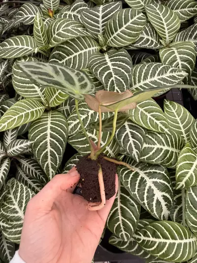 plant/Seed grown Anthurium Silver Blush x Forgetii Starter Plant Growers Choice-6-thumbnail