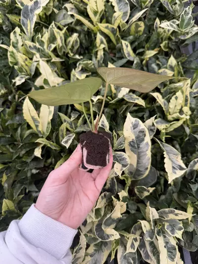 plant/Seed grown Anthurium Blue Papillilaminum x Dark Mulan Starter Growers Choice-5-thumbnail