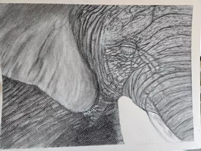 plant/Elephant in charcoal original-2-thumbnail