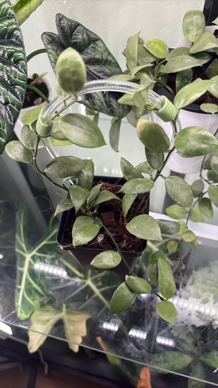 plant/Hoya Lacunosa Full Moon 1279-0