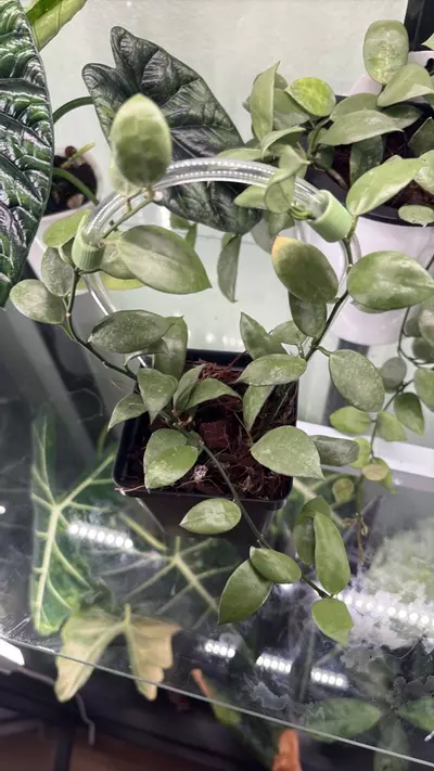 plant/Hoya Lacunosa Full Moon 1279-0-thumbnail