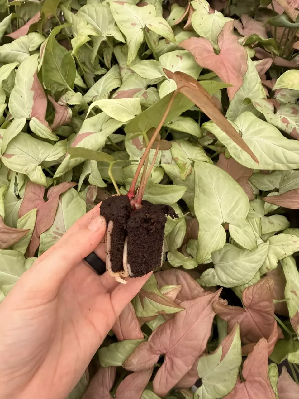 plant/Seed grown Anthurium Blackiae x Michelle Starter Plant Growers Choice-5