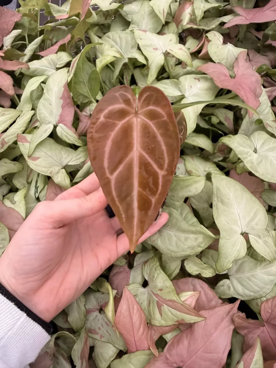 plant/Seed grown Anthurium Blackiae x Michelle Starter Plant Growers Choice-1