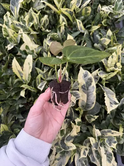 plant/Seed grown Anthurium Blue Papillilaminum x Dark Mulan Starter Growers Choice-4-thumbnail