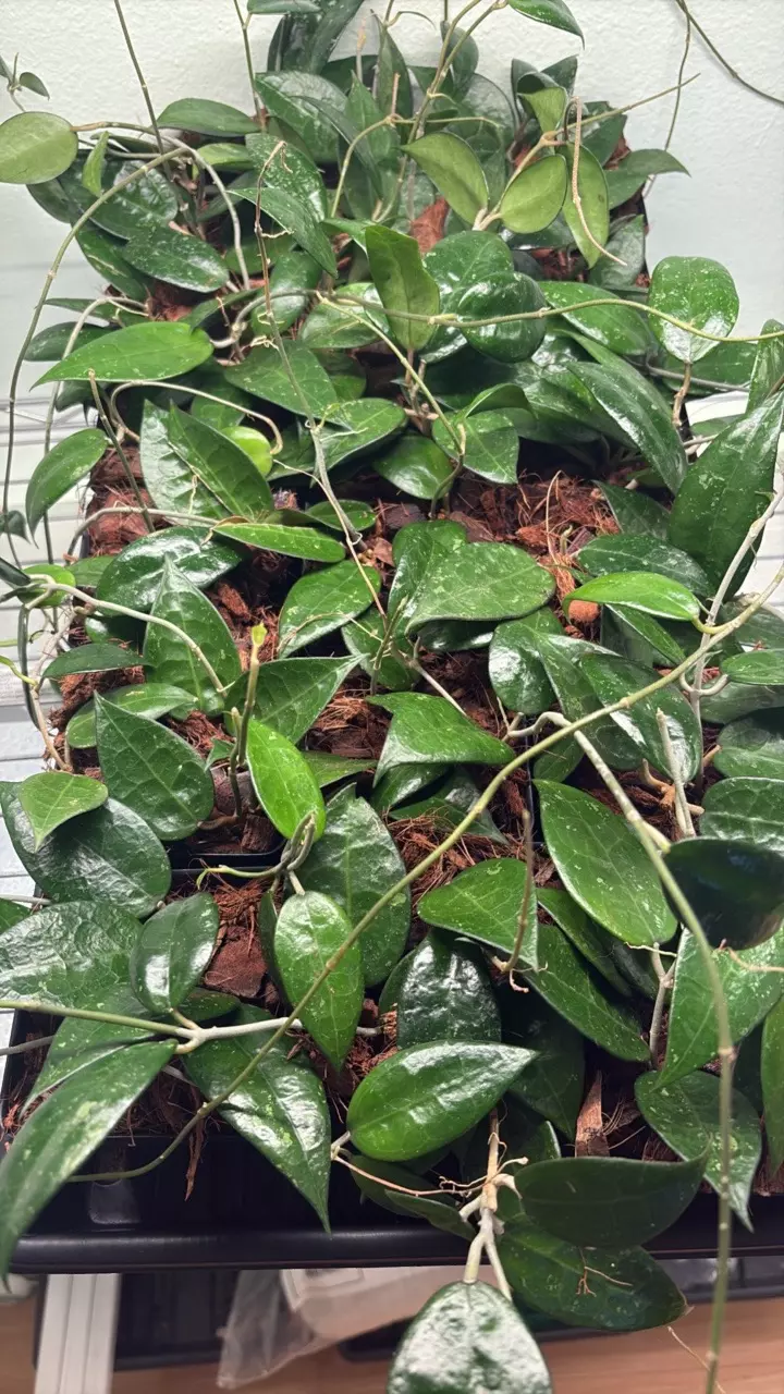 plant/Hoya Parasitica Black Margin-1