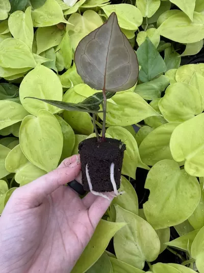 plant/Seed grown Anthurium Red Crystallinum x Carla Starter Plant Growers Choice-2-thumbnail