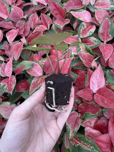 plant/Seed grown Anthurium Dark Phoenix x Black Venom Starter Plant Growers Choice-3-thumbnail