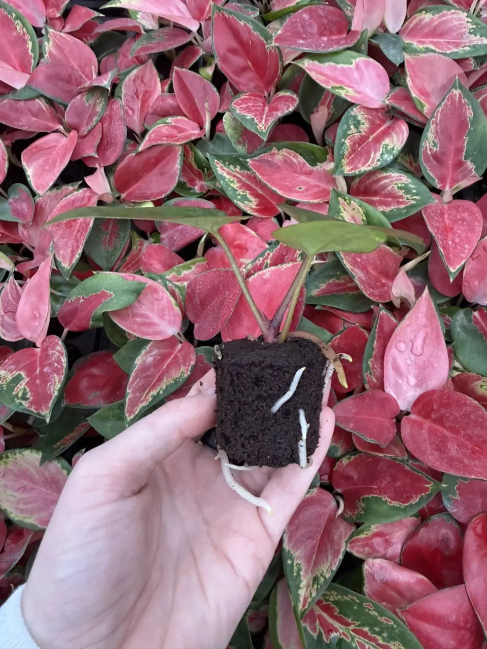 plant/Seed grown Anthurium Dark Phoenix x Black Venom Starter Plant Growers Choice-1