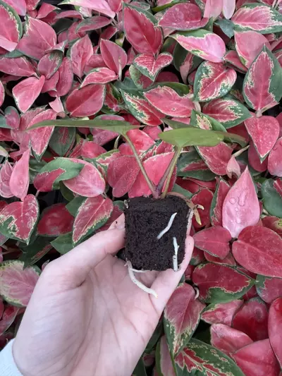 plant/Seed grown Anthurium Dark Phoenix x Black Venom Starter Plant Growers Choice-1-thumbnail