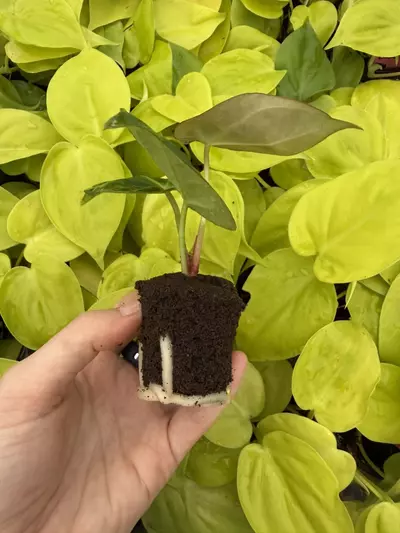 plant/Seed grown Anthurium Ace Of Spaces x Dressleri Starter Plant Growers Choice-4-thumbnail