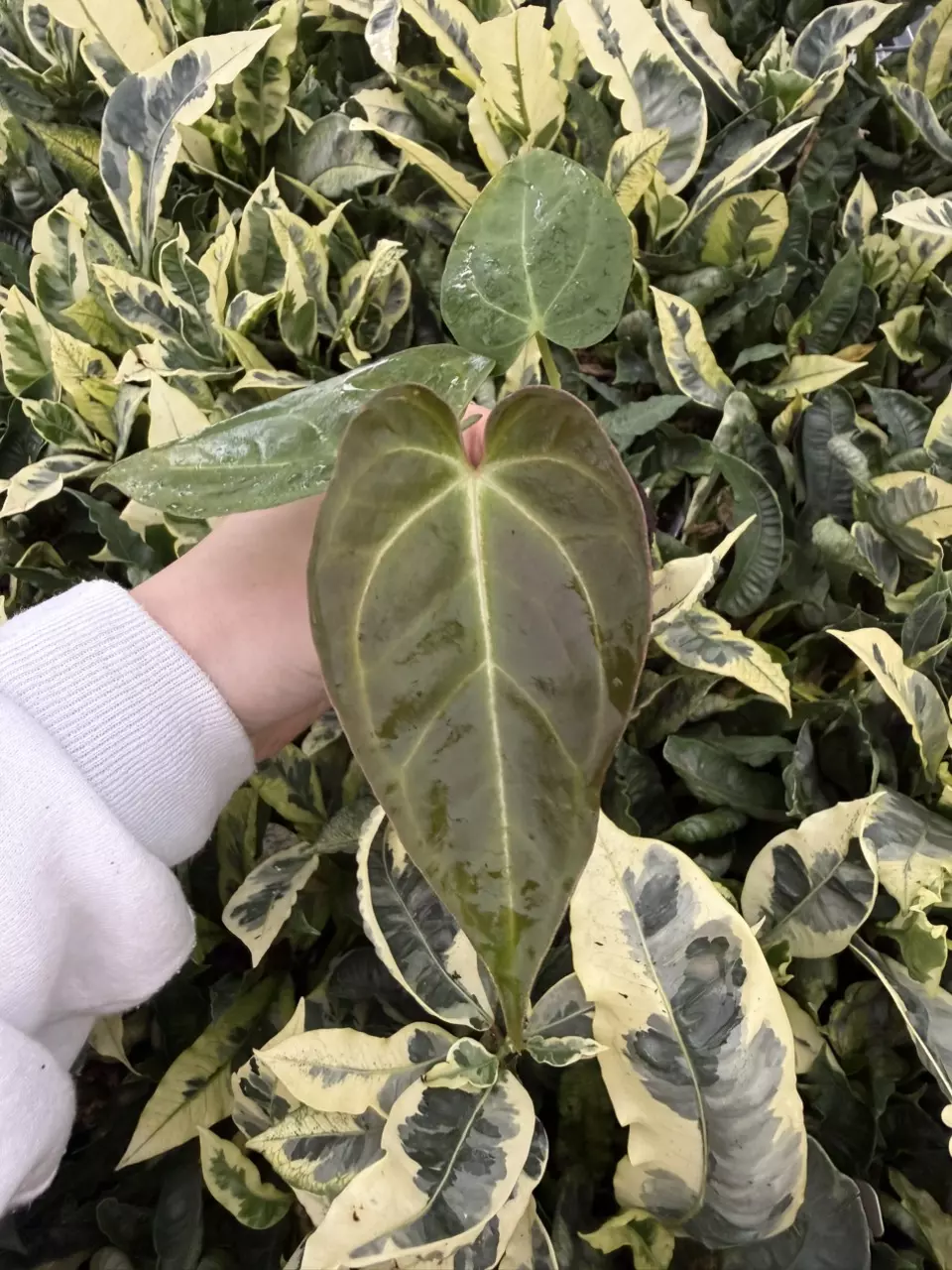 plant/Seed grown Anthurium Blue Papillilaminum x Dark Mulan Starter Growers Choice-6