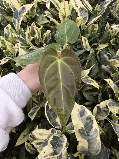 plant/Seed grown Anthurium Blue Papillilaminum x Dark Mulan Starter Growers Choice-6-thumbnail