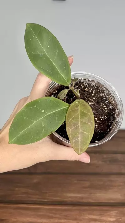 plant/Hoya sp. RCX 50-0-thumbnail