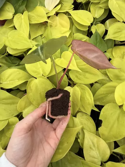 plant/Seed grown Anthurium Crystallinum Dark Form x Michelle Starter Growers Choice-2-thumbnail