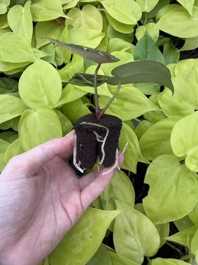 plant/Seed grown Anthurium Red Crystallinum x Carla Starter Plant Growers Choice-1-thumbnail