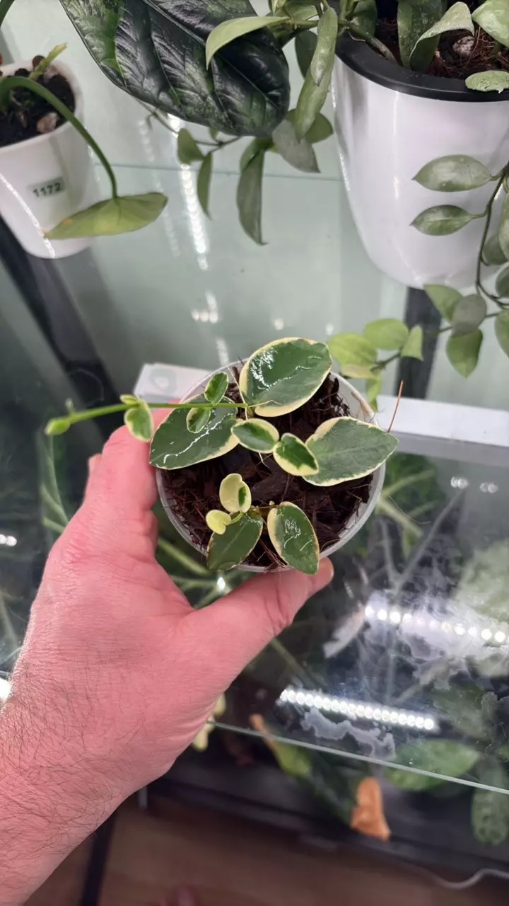 plant/Hoya Cumingiana Albo 1297-0