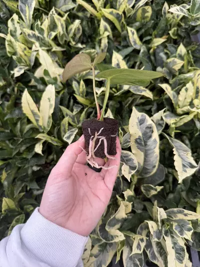 plant/Seed grown Anthurium Blue Papillilaminum x Dark Mulan Starter Growers Choice-3-thumbnail