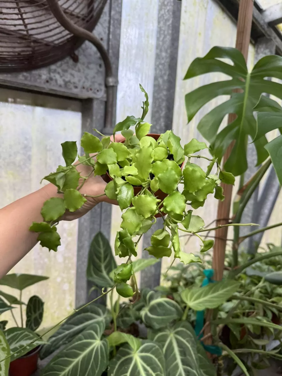 plant/Hoya Endauensis 4”-0