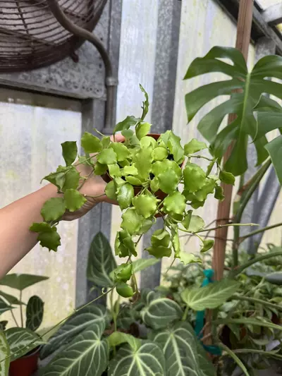 plant/Hoya Endauensis 4”-0-thumbnail