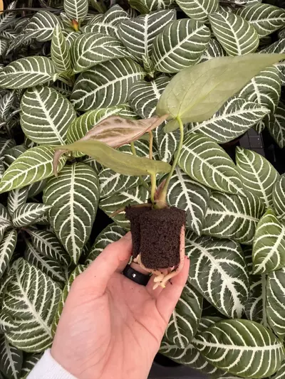 plant/Seed grown Anthurium Silver Blush x Forgetii Starter Plant Growers Choice-4-thumbnail