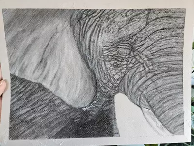 plant/Elephant in charcoal original-1-thumbnail