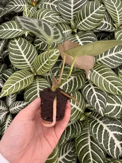 plant/Seed grown Anthurium Silver Blush x Forgetii Starter Plant Growers Choice-2-thumbnail