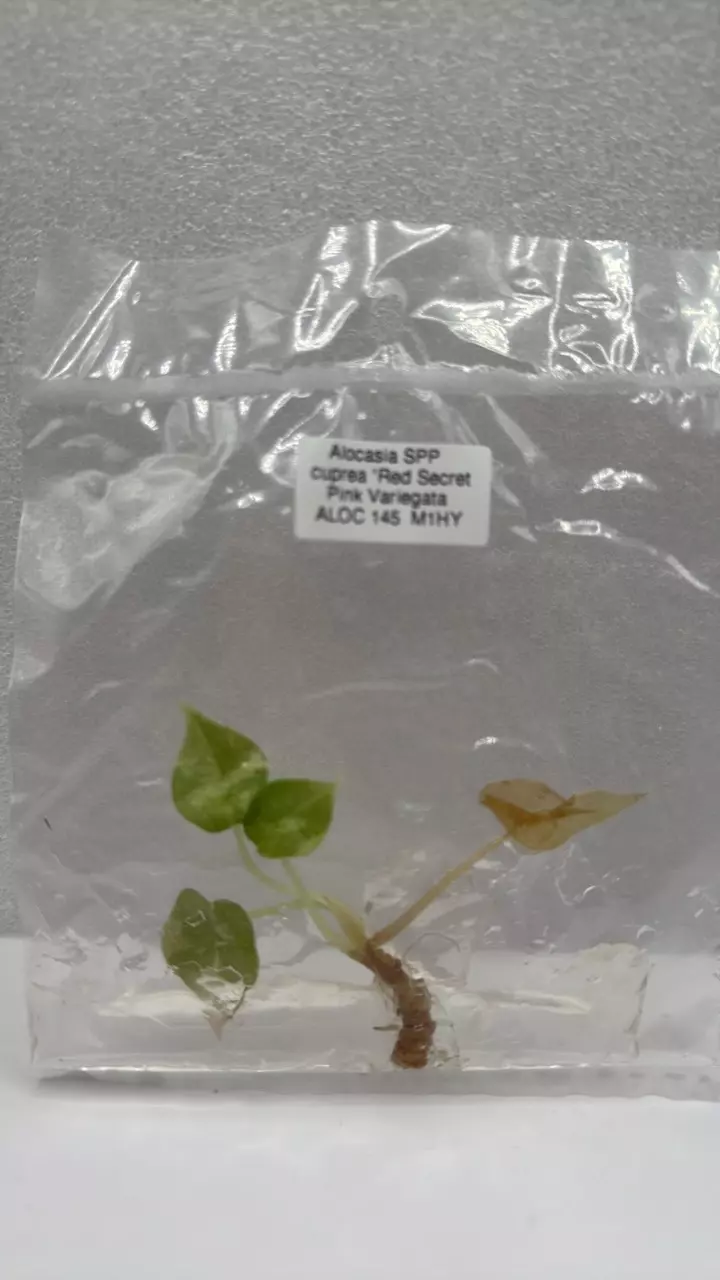 plant/Alocasia Cuprea Red Secret Pink-0