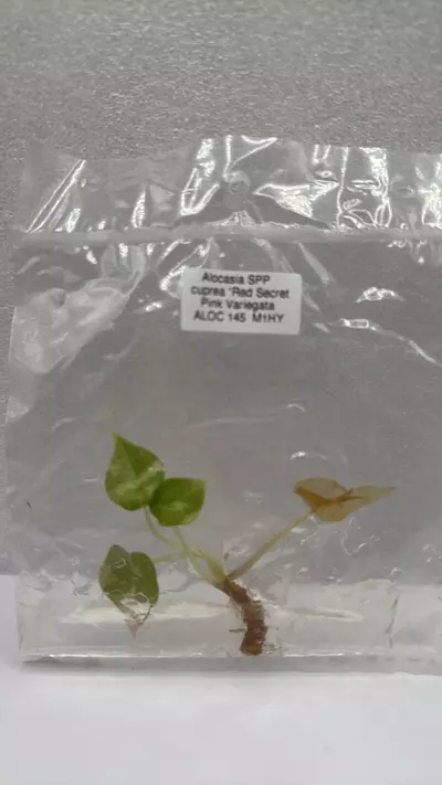 plant/Alocasia Cuprea Red Secret Pink-0-thumbnail