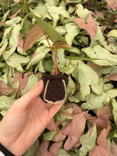plant/Seed grown Anthurium Blackiae x Michelle Starter Plant Growers Choice-2-thumbnail