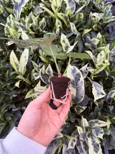 plant/Seed grown Anthurium Blue Papillilaminum x Dark Mulan Starter Growers Choice-1-thumbnail