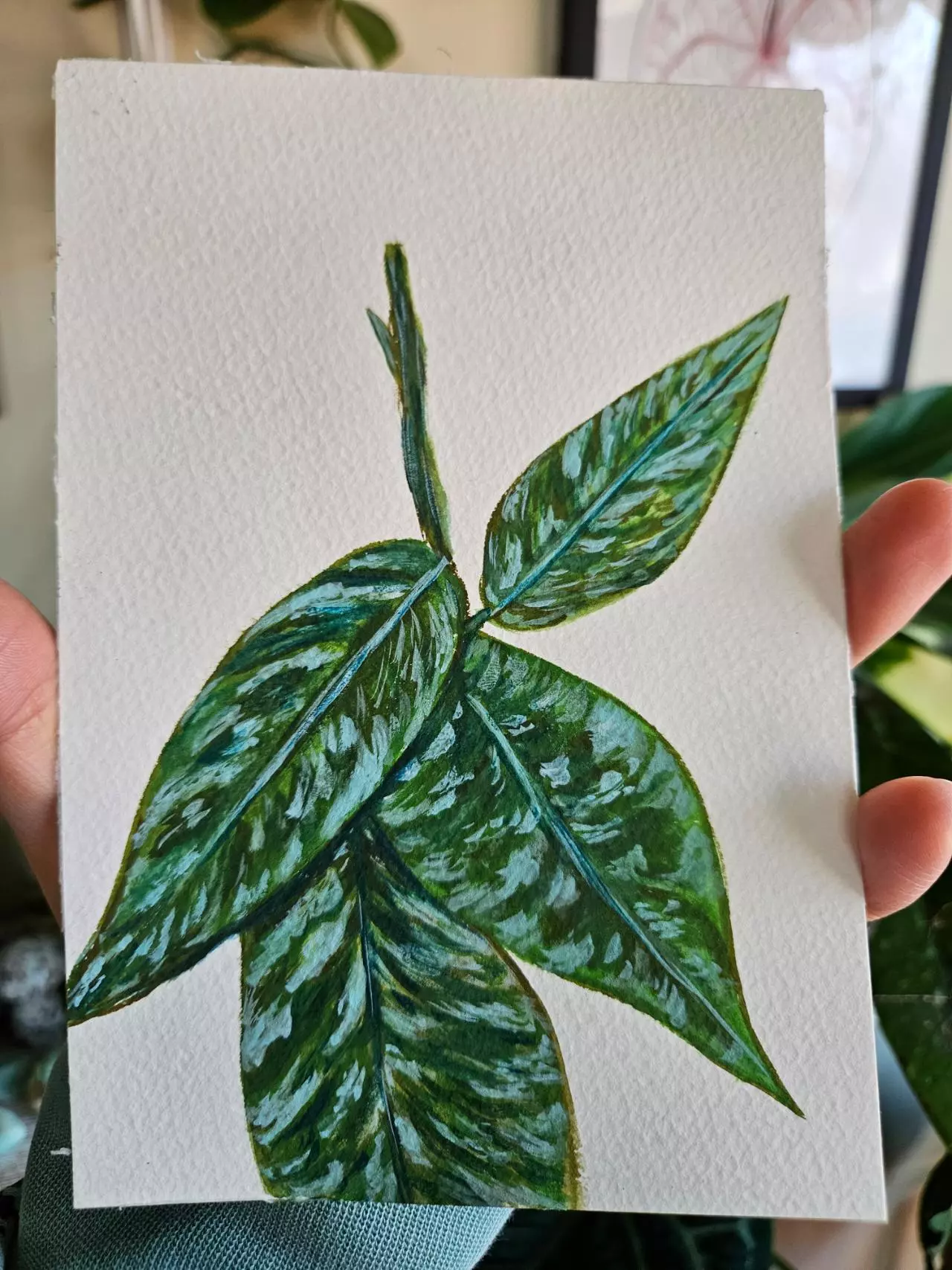 plant/Hoya aceh gayo lues watercolor 5x7-0