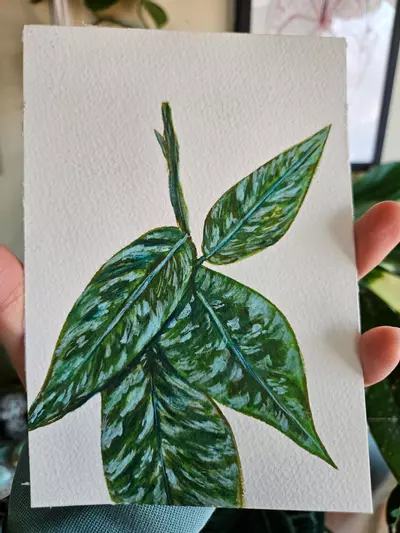 plant/Hoya aceh gayo lues watercolor 5x7-0-thumbnail