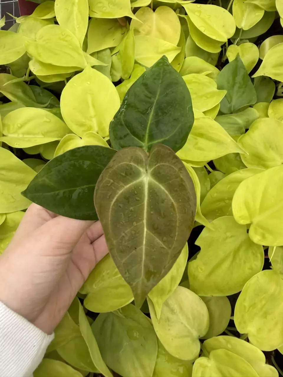 plant/Seed grown Anthurium Ace Of Spaces x Dressleri Starter Plant Growers Choice-0