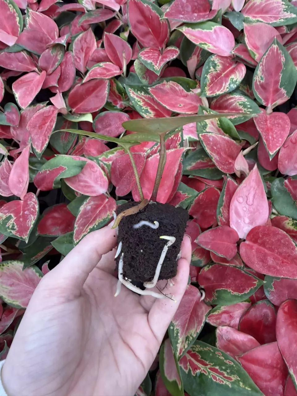 plant/Seed grown Anthurium Dark Phoenix x Black Venom Starter Plant Growers Choice-5