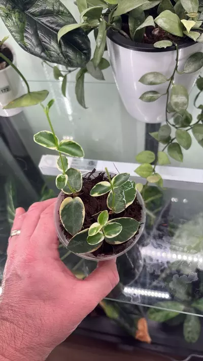 plant/Hoya Cumingiana Albo 1291-0-thumbnail