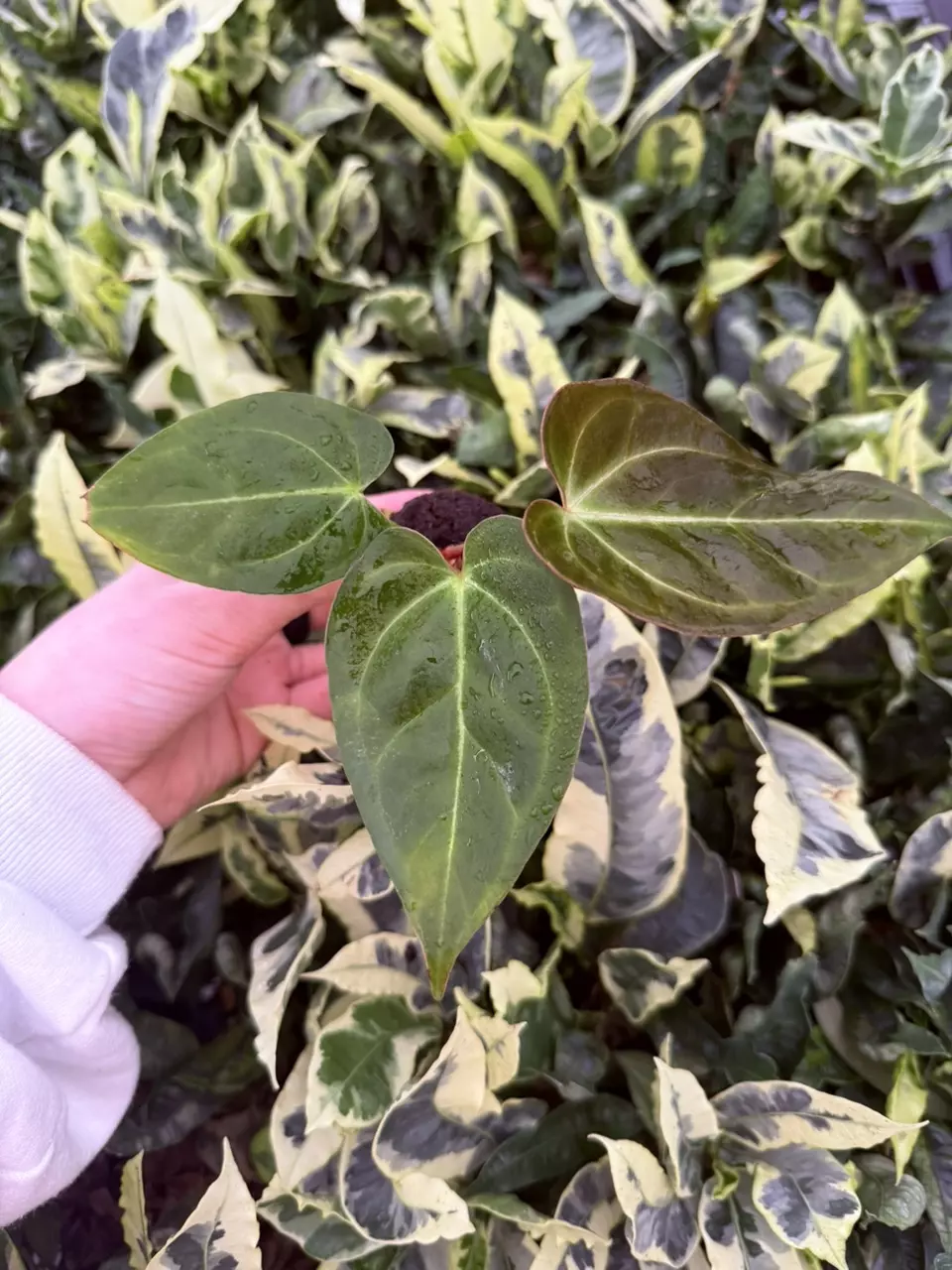 plant/Seed grown Anthurium Blue Papillilaminum x Dark Mulan Starter Growers Choice-0