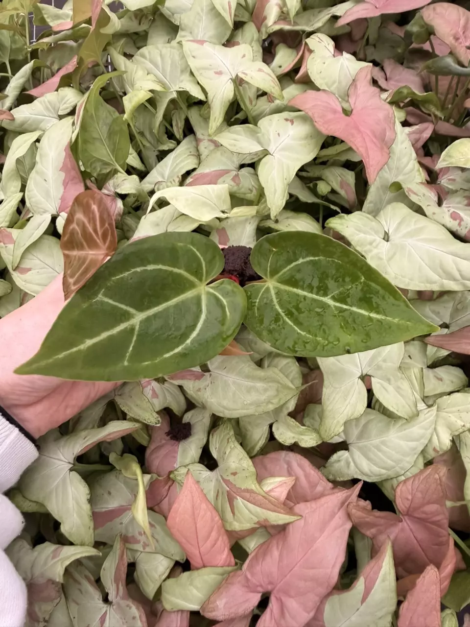 plant/Seed grown Anthurium Blackiae x Michelle Starter Plant Growers Choice-0