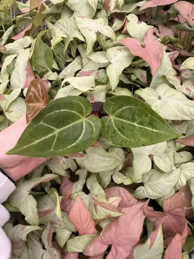 plant/Seed grown Anthurium Blackiae x Michelle Starter Plant Growers Choice-0-thumbnail