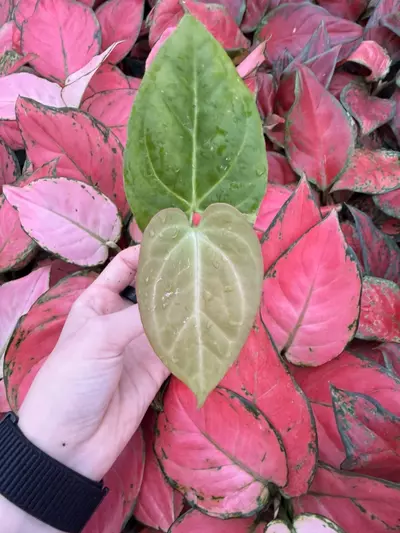 plant/Seed grown Anthurium Venom x Xone Starter Plant Growers Choice-0-thumbnail