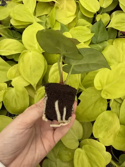 plant/Seed grown Anthurium Ace Of Spaces x Dressleri Starter Plant Growers Choice-2-thumbnail