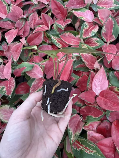 plant/Seed grown Anthurium Dark Phoenix x Black Venom Starter Plant Growers Choice-4-thumbnail