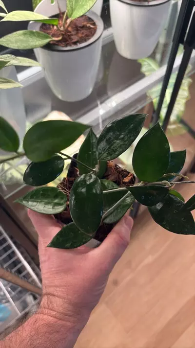 plant/Hoya Parasitica Black Margin-0-thumbnail